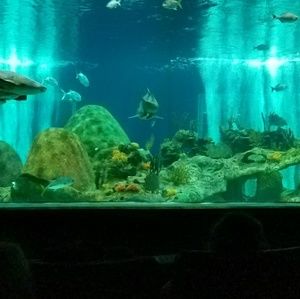 Meet your Posher, Rosie